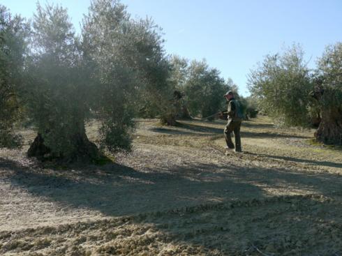 La FAC apoya un proyecto europeo para fomentar y defender la cubierta vegetal en zonas de olivar